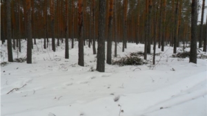 Лесными инспекторами Минприроды Чуваши проведено патрулирование на территории Шемуршинского лесничества