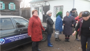 Сбор сырого молока от населения  в Канашском районе в центре внимания