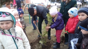 Лесоводы совместно с работниками и воспитанниками Карачуринского детского сада высадили молодые саженцы туи