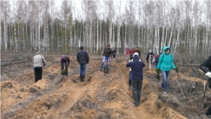 В Заволжье прошла массовая акция в рамках Всероссийского дня посадки леса