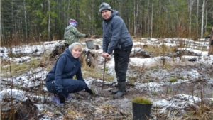 Ибресинское лесничество поддержало Всероссийский день посадки леса