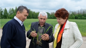 В Мариинско-Посадском районе качество ярового сева держат под контролем