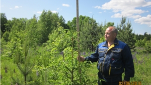 Ведется мониторинг воспроизводства лесов Чувашской Республики