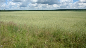 В Шумерлинском районе продолжается инвентаризация земель сельскохозяйственного назначения