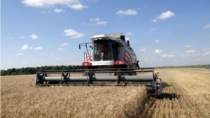 В Моргаушском районе началась уборка зерновых культур