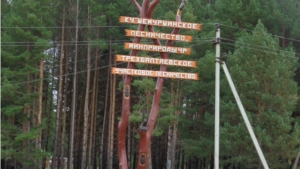 В Шемуршинском лесничестве выполнены работы по благоустройству территории