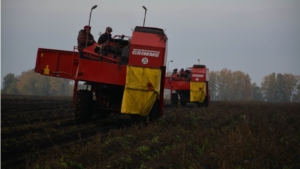 В хозяйствах района продолжается уборка картофеля