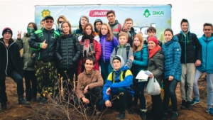 В рамках акции «Живи, лес!» активисты посадили деревья на местах горельников в Заволжье