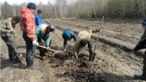 29 апреля БУ "Канашское лесничество" Минприроды Чувашии присоединилось к Всероссийскому экологическому субботнику "Зеленая Россия": выкопка посадочного материала и посадка леса