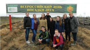 Всероссийский день посадки леса - 2 этап (6 мая 2017)