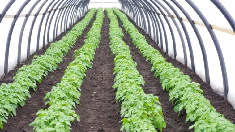 Министр Сергей Артамонов ознакомился с ходом реализации проекта по выращиванию миниклубней в агрофирме &quot;Слава картофелю&quot;