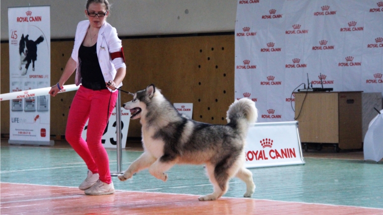 В Новочебоксарске проходит региональный этап Всероссийской выставки собак