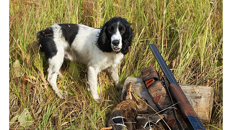 Открыта спортивно-любительская охота на болотно-луговую дичь с использованием подружейных собак и с использованием ловчих птиц