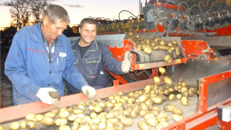В Козловском районе ведется массовая копка картофеля