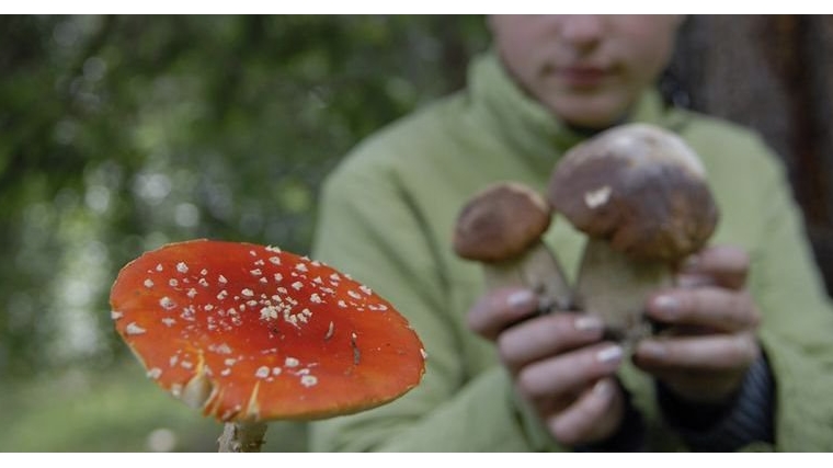 6 человек отравились грибами в Вурнарском районе