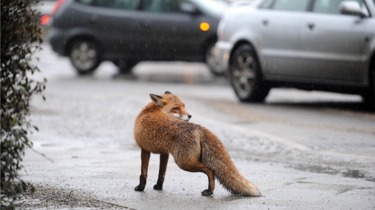 Что делать когда в населенном пункте появляются лисицы?