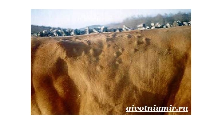 Осень - время обработки скота против гиподерматоза