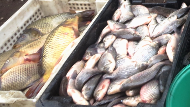 Реализация речной рыбы на территории сельскохозяйственного рынка г. Канаша без сопроводительных документов