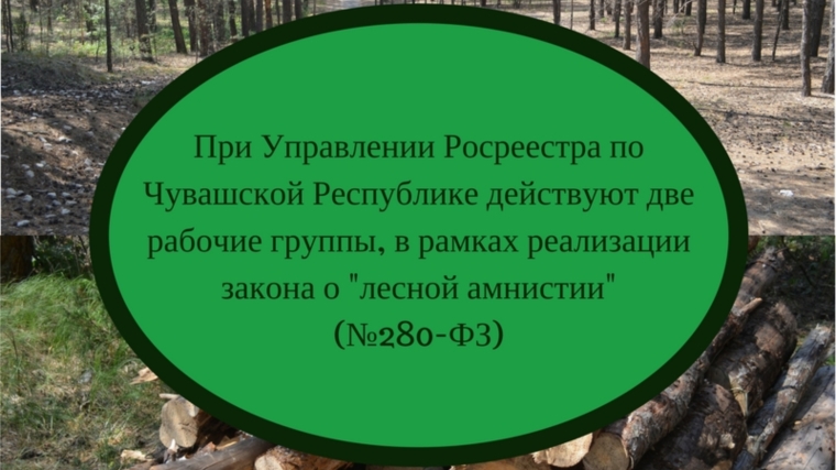 В Чувашской республике проводятся работы по «лесной амнистии»