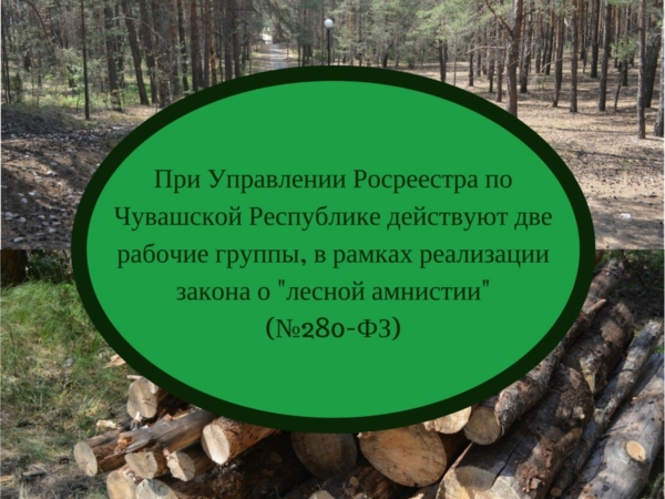 В Чувашской республике проводятся работы по «лесной амнистии»*