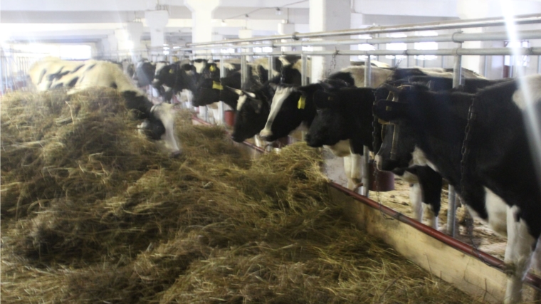 Информация о ходе зимовки скота и производстве животноводческой продукции Шемуршинского района