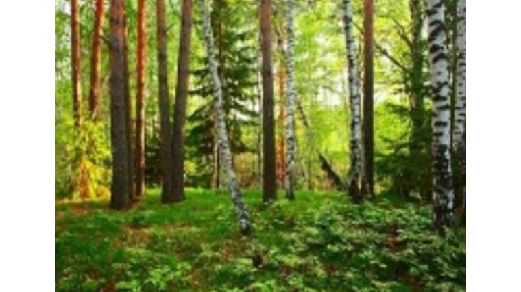 21 марта - Международный день леса