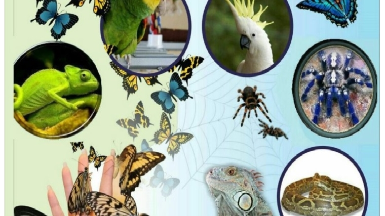 В народном музее «Земля и люди» проходит выставка экзотических животных «Живая планета»