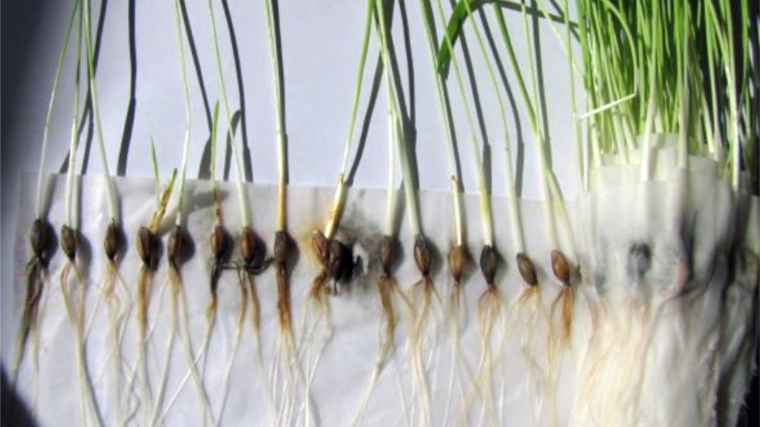 Сигнализационное сообщение Россельхозцентра о выявлении высокой зараженности семенного материала возбудителями корневых гнилей