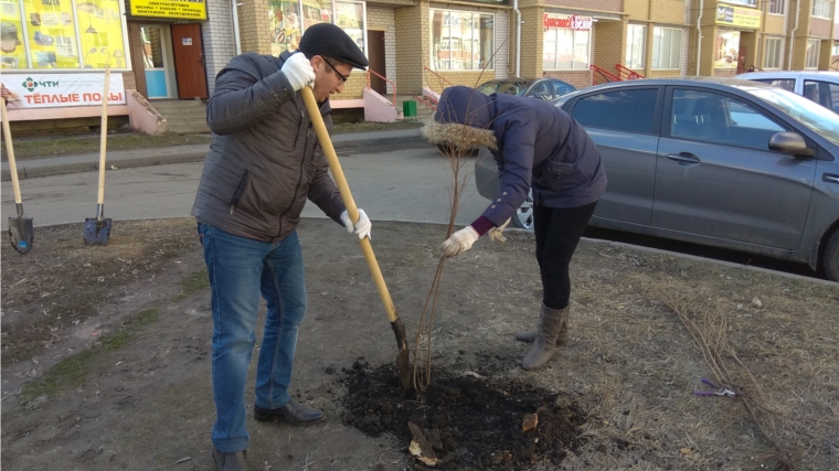 Сотрудники администрации города Канаш произвели уборку близлежащей территории и посадили деревья на улицах города