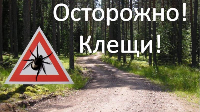 Осторожно – клещи!