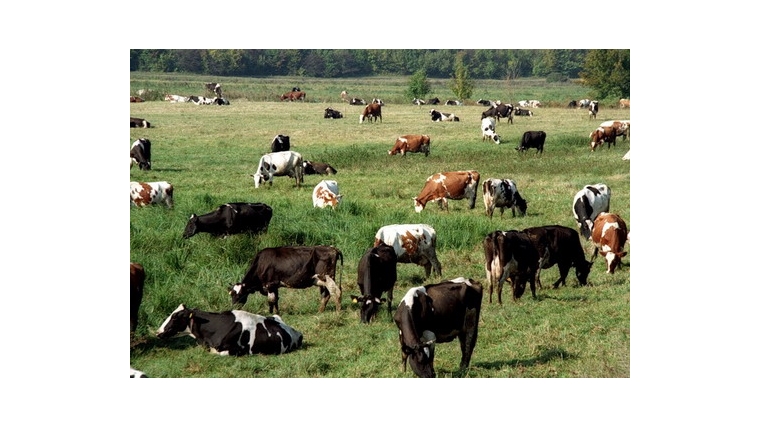 Янтиковский район: об организации летнего пастбищного содержания скота