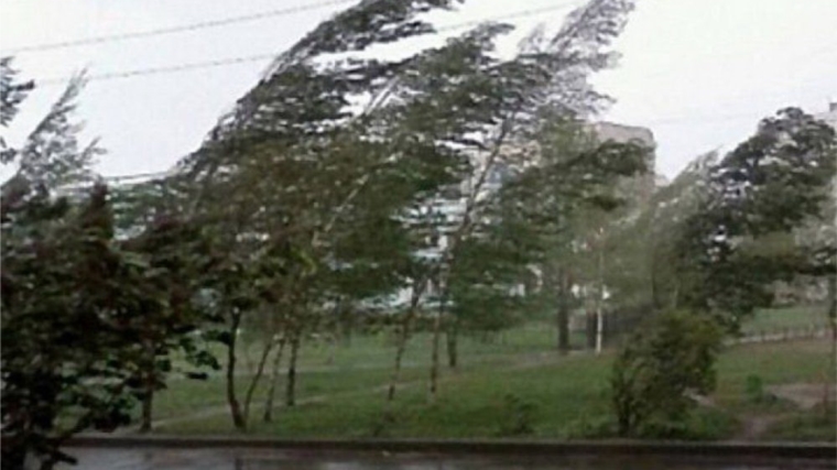 Три поваленных дерева, один столб и четыре отключения света: в Чебоксарах оперативно устранили последствия шквалистого ветра с дождем