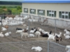 Семья из Батыревского района решила заняться разведением коз