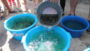 11 тысяч мальков стерляди выпустило РусГидро в Чебоксарское водохранилище