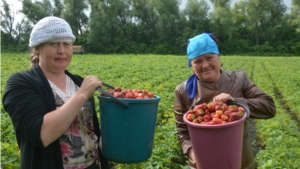 Сбор ягод в плодопитомнике "Батыревский"