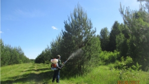 В Ибресинском лесничестве ведутся работы по содержанию объектов лесного семеноводства
