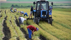 Уборка лука- севка в хозяйствах Батыревского района