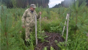 Мероприятия по контролю (надзору) на территории Шемуршинского лесничества