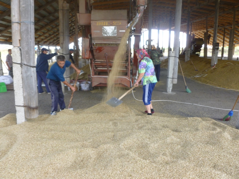 В Козловском районе продолжается уборка зерновых культур