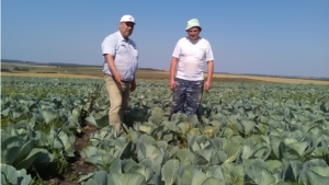 Уборочная страда в Ядринском районе