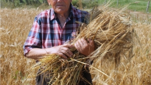 На полях Мариинско-Посадского района продолжается работа по уборке зерновых культур