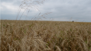 Аграрии Мариинско-Посадского района продолжают уборку зерновых культур.