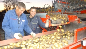 Уборка картофеля в Козловском районе