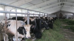 Подготовке  животноводческих помещений к зиме  в Урмарском районе – пристальное внимание