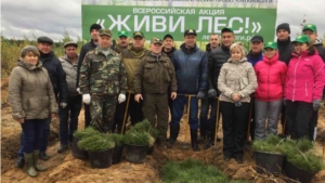 Посадка сеянцев сосны в Чебоксарском лесничестве