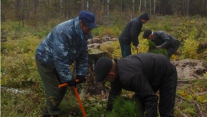 Посадки лесных культур в БУ "Шумерлинское лесничество"