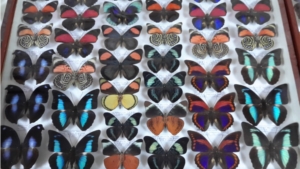 Выставка «Бабочки и жуки мира» в Доме-музее Н.Д. Мордвинова  принимает гостей