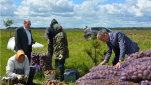 Сельхозработы в Чебоксарском районе