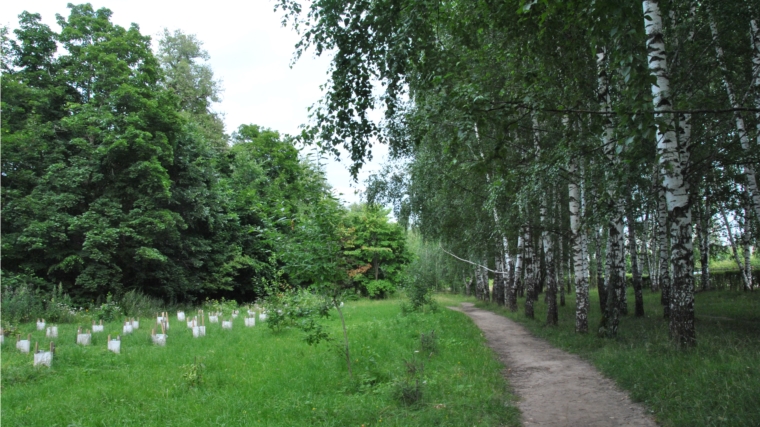 В Ельниковской роще ежегодно ведутся работы по возобновлению ценных пород деревьев