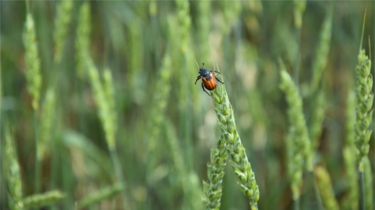 Хлебные жуки – опасность для зерновых культур